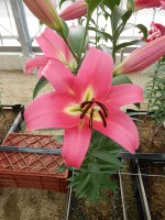 [4417 PO17 OT 6020-146 No02.JPG]